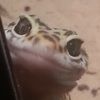 leopardgecko15